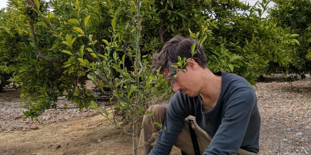 Plantation d’un jeune arbre fruitier au verger