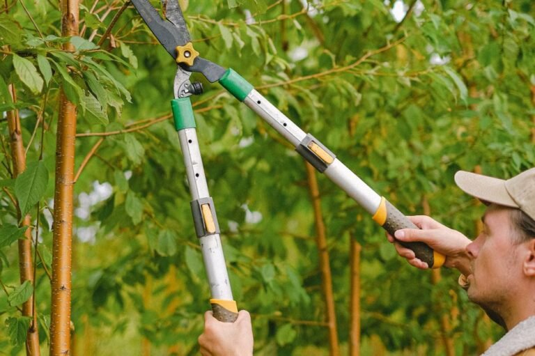 Taille d’un arbre fruitier au sécateur