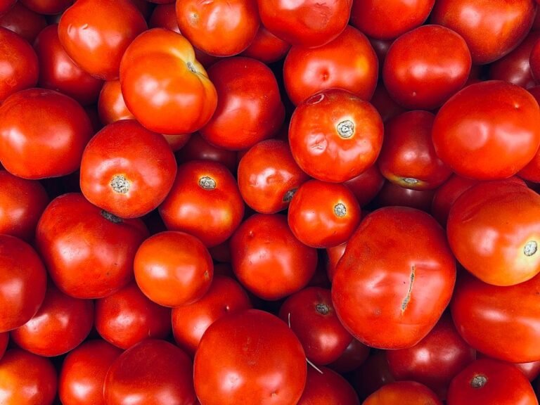 Tomates rouges bien mûres
