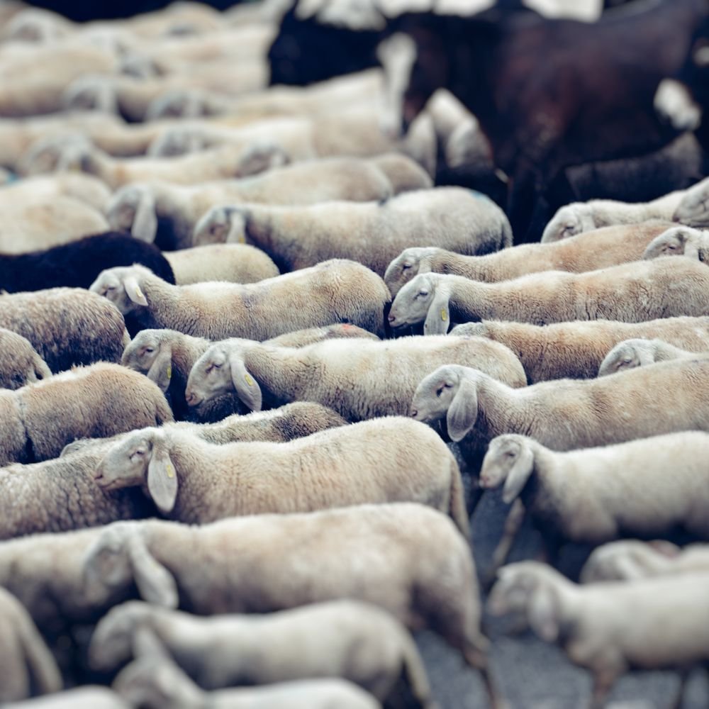 Troupeau de moutons serrés les uns contre les autres