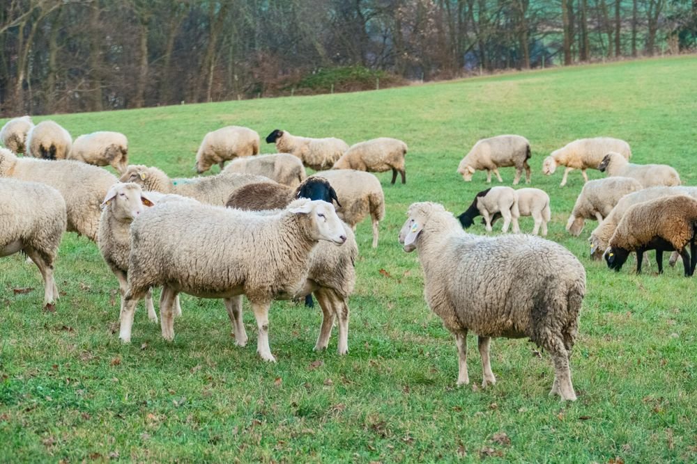 Troupeau de moutons dans un pâturage