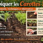 Peut-on Repiquer les Carottes image