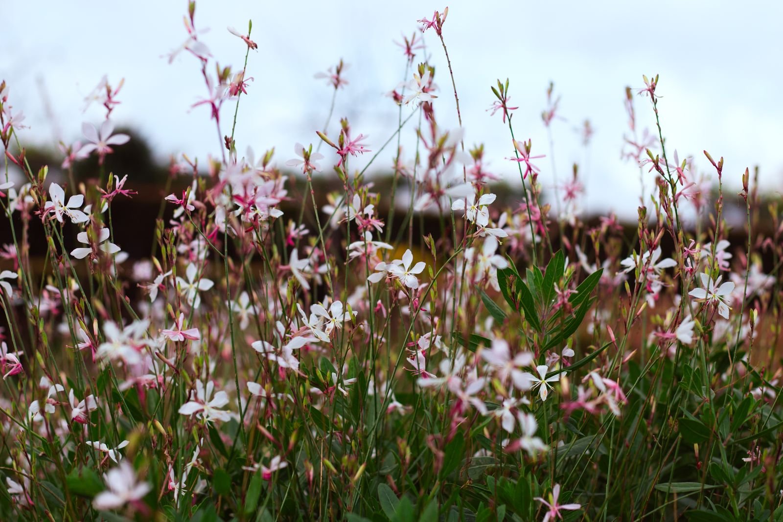 Gauras en fleurs dans un massif