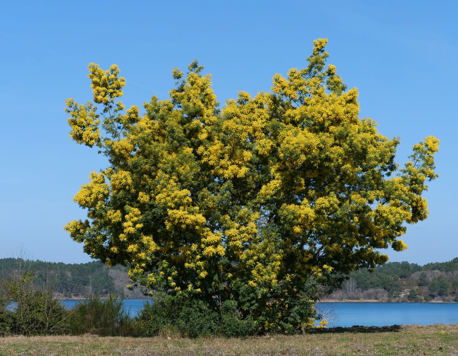 Mimosa en fleurs au port arrondi