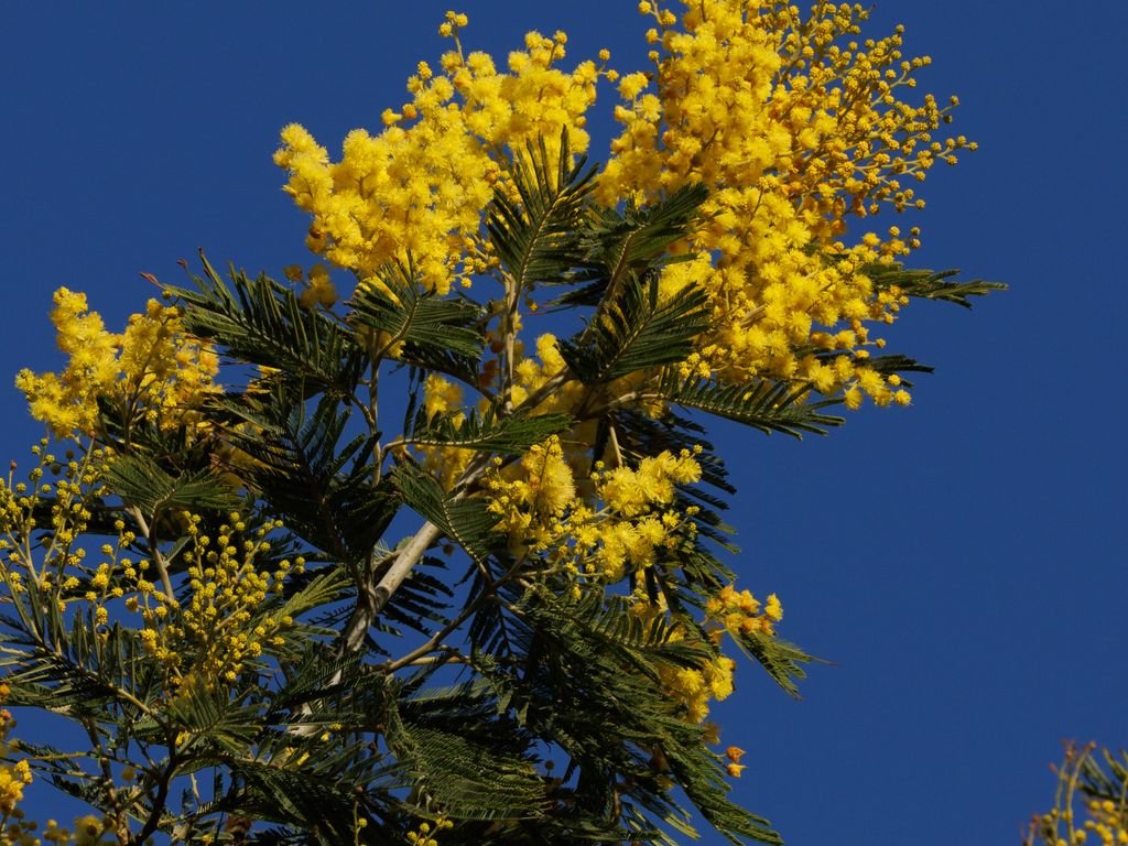 Mimosa en fleurs sur fond de ciel bleu