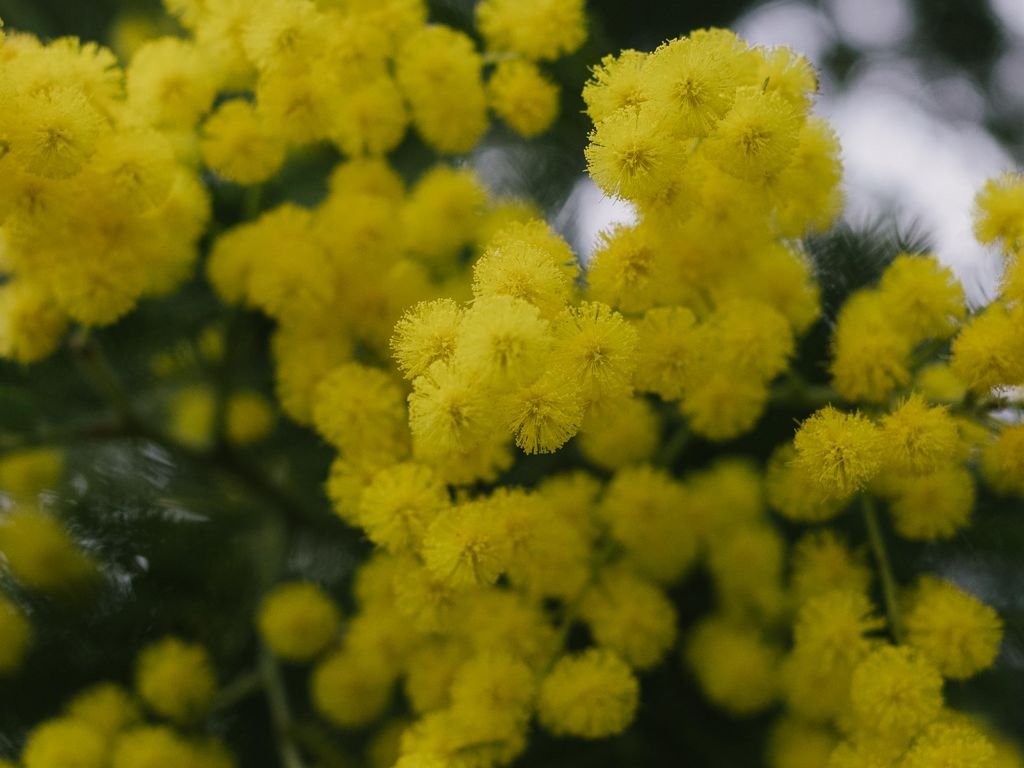Grappe de fleurs de mimosa au printemps
