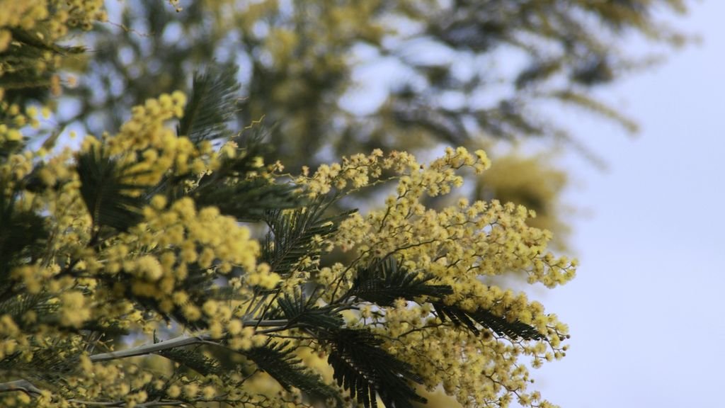 Rameaux de mimosa en fleurs