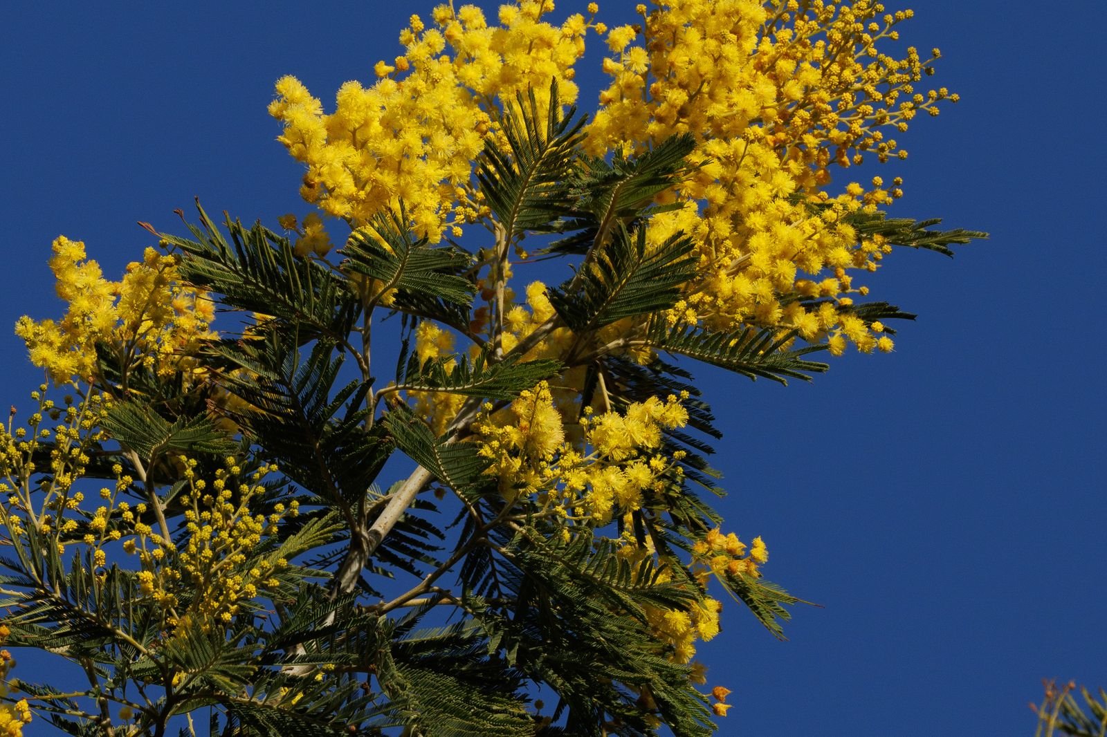 Mimosa en fleurs aux pompons jaunes sur fond de ciel bleu