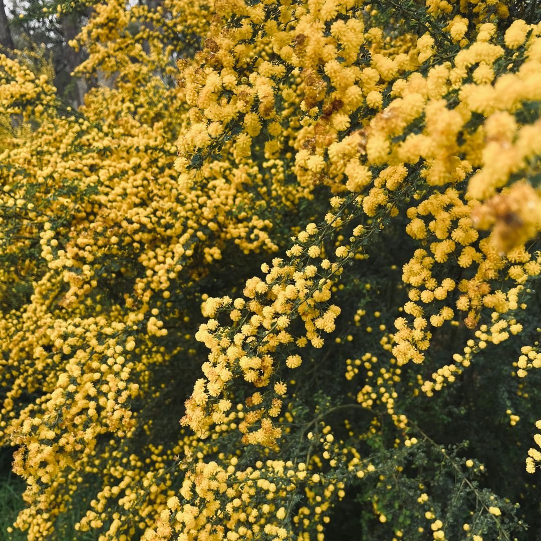 Mimosa couvert de fleurs jaunes