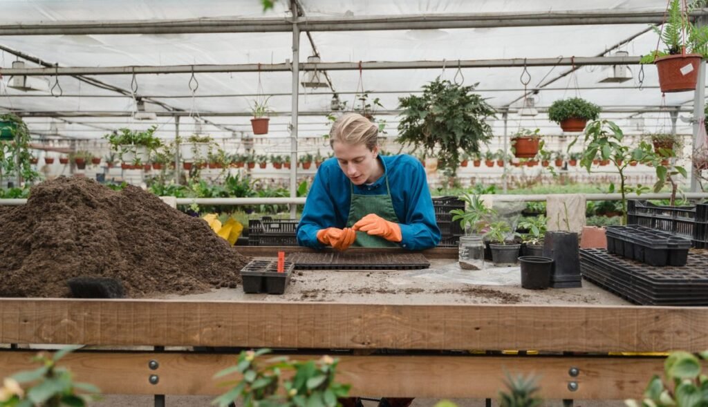 Plantation de jeunes plants dans une serre horticole