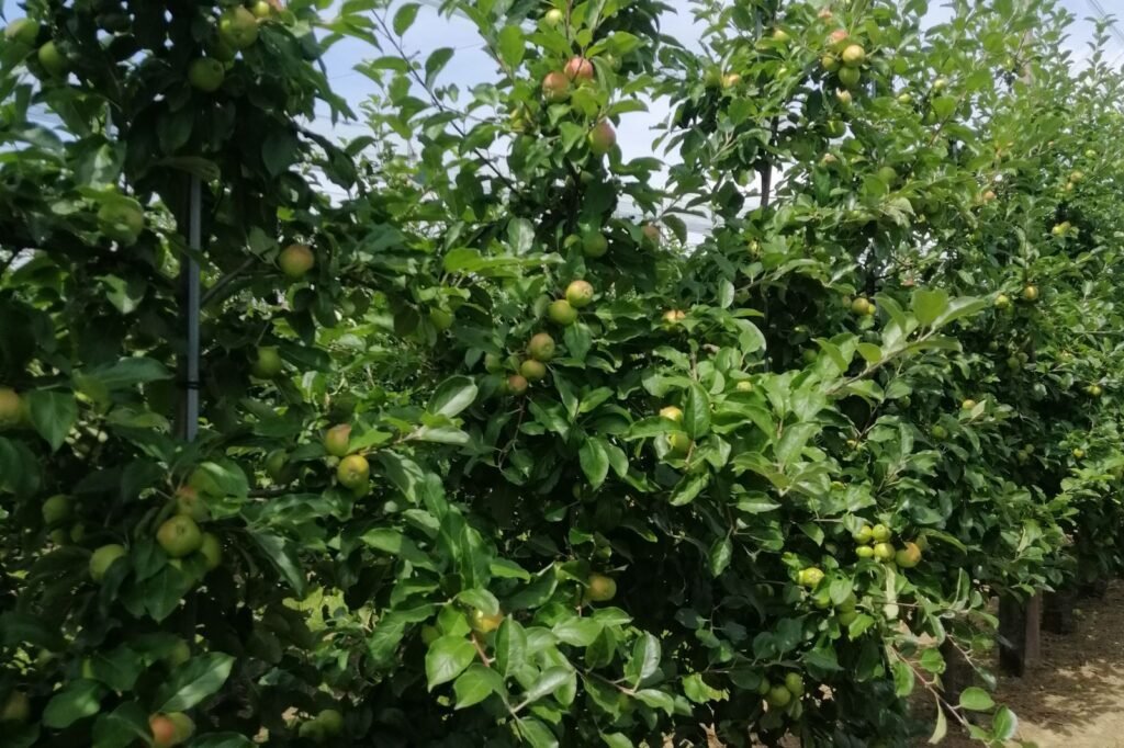 Rangées de pommiers chargés de fruits dans un verger