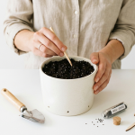 Semer le basilic en pot