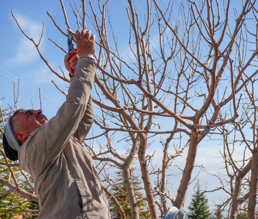 Taille d’un arbre fruitier dénudé au printemps