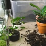 Mains plantant une bouture dans un pot en terre cuite