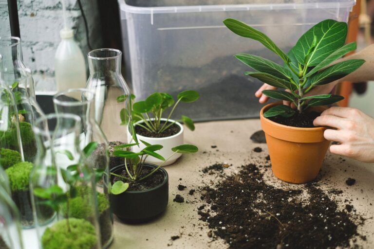 Mains plantant une bouture dans un pot en terre cuite