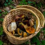 Panier de cueillette posé sur la litière forestière