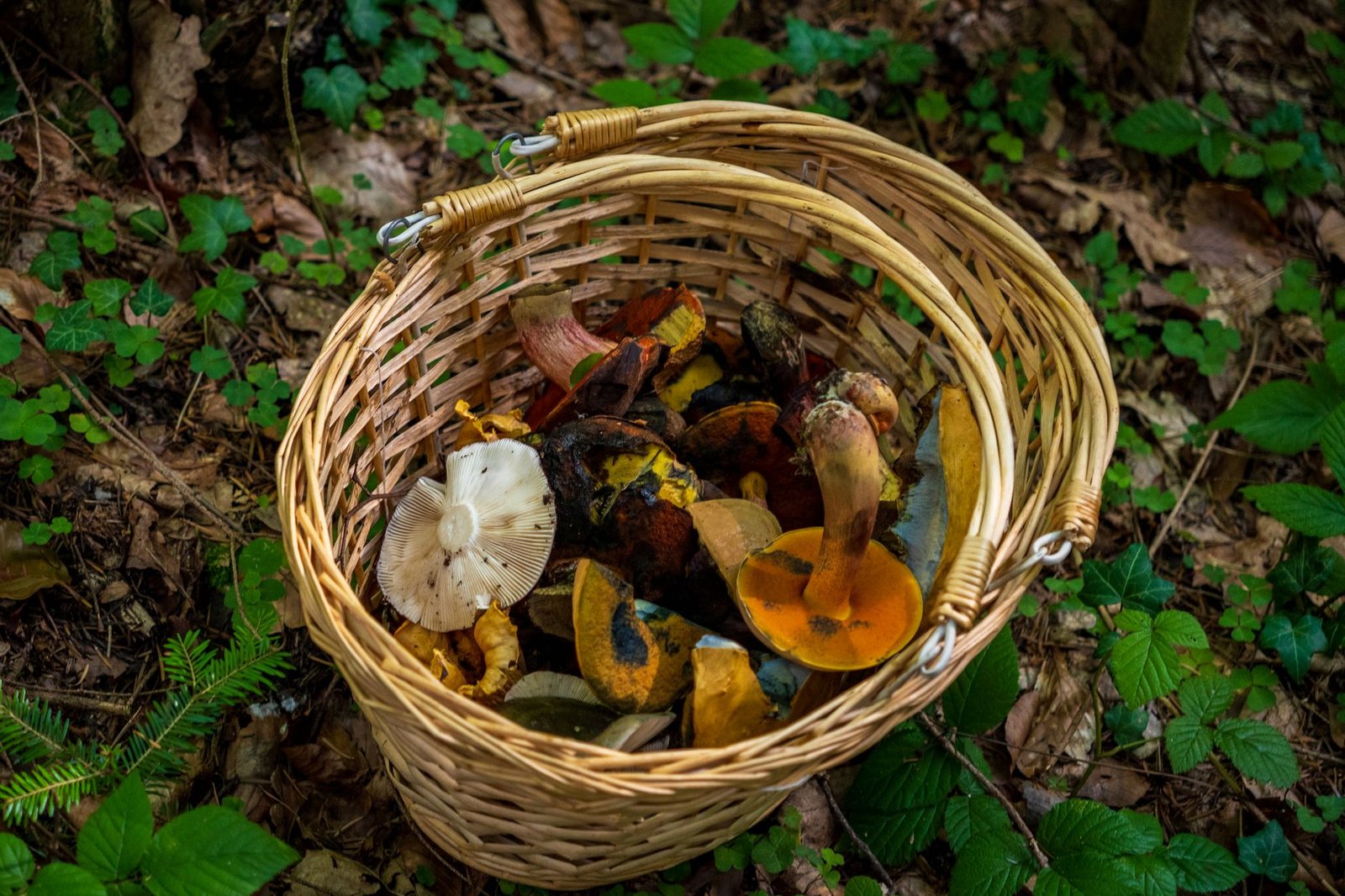 Panier de cueillette posé sur la litière forestière