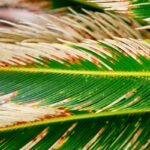 Palmes de cycas dont certaines jaunissent