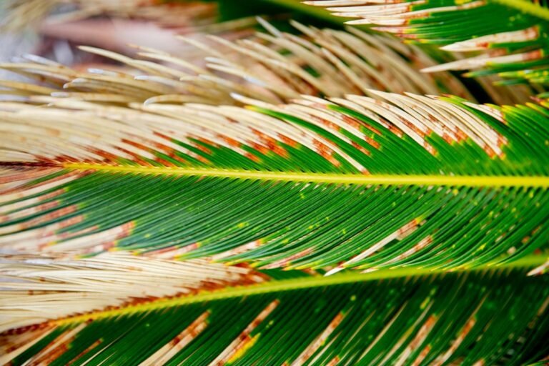 Palmes de cycas dont certaines jaunissent