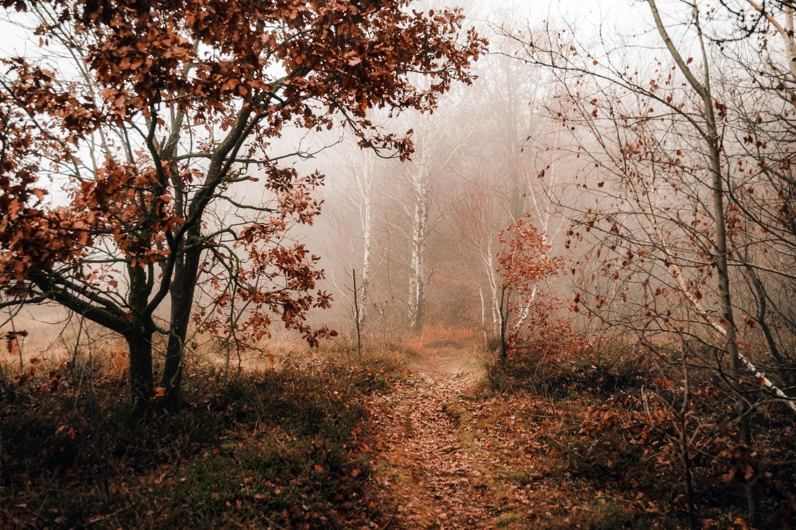 Sentier forestier dans la brume au petit matin