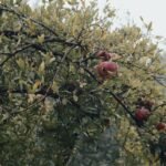 Grenadier portant des fruits mûrs en automne