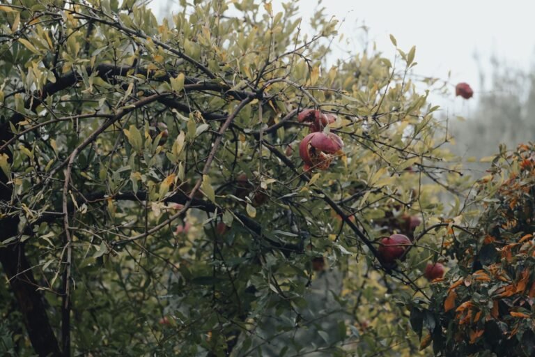 Grenadier portant des fruits mûrs en automne