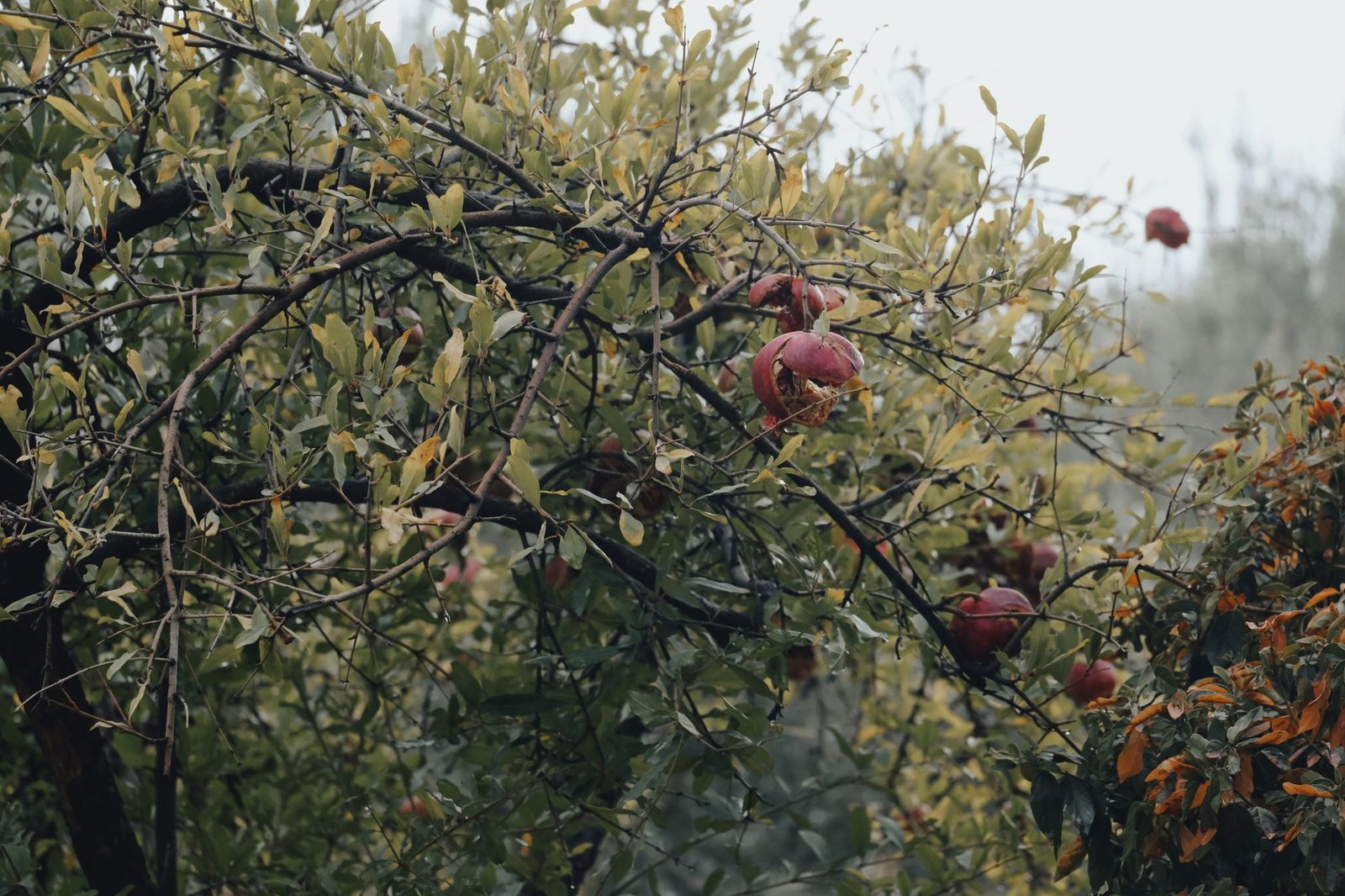 Grenadier portant des fruits mûrs en automne