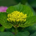 Hortensia au feuillage vert et à la fleur épanouie