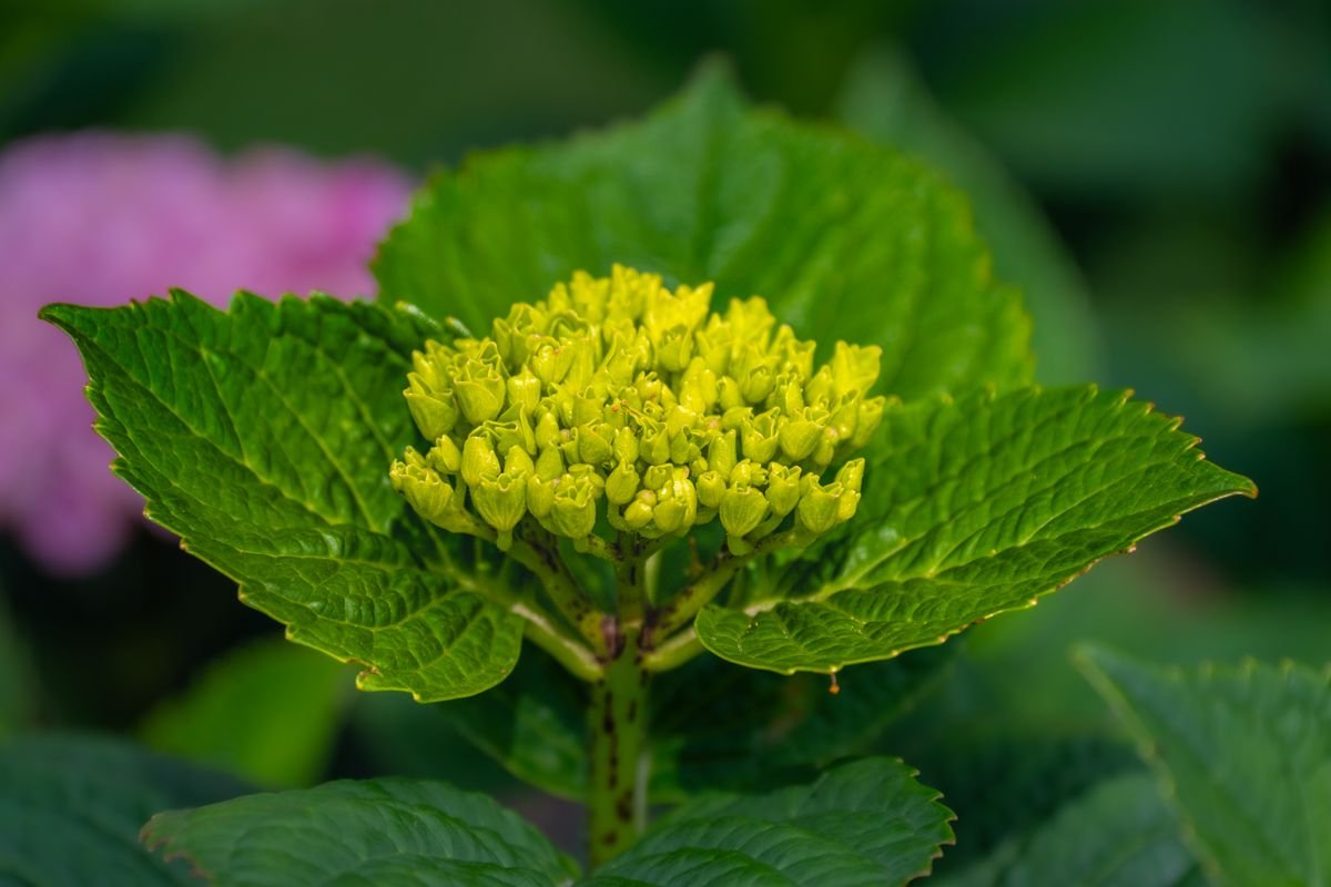 Hortensia au feuillage vert et à la fleur épanouie