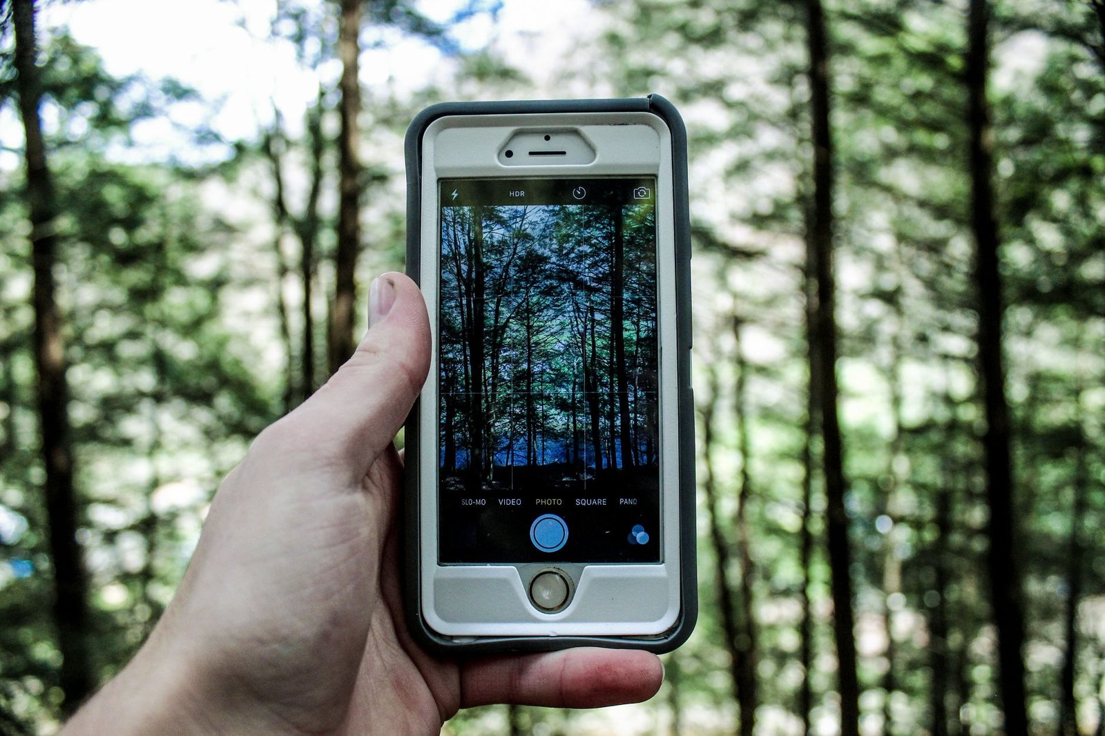 Smartphone utilisé pour photographier en forêt