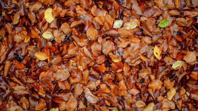 Sous-bois d automne couvert de feuilles mortes