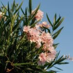 Laurier rose en fleurs au feuillage vert