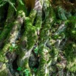 Racines d arbre et mousse au sol d une forêt