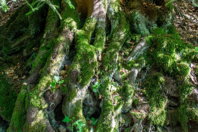 Racines d arbre et mousse au sol d une forêt