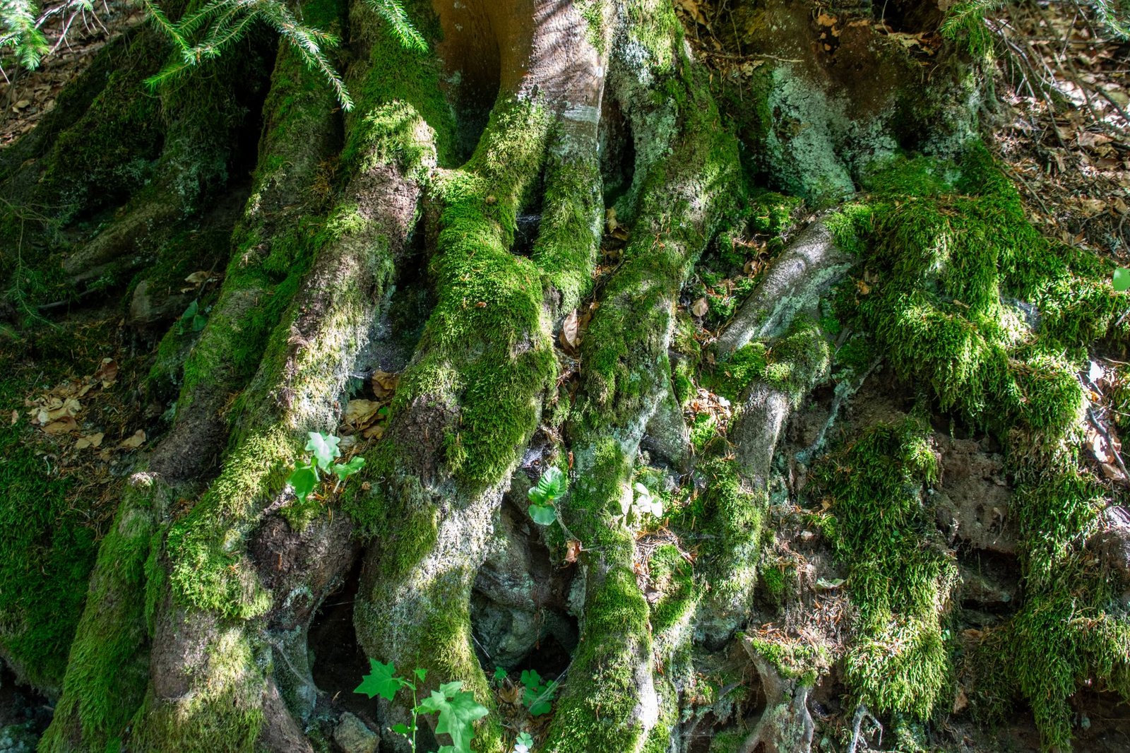 Racines d arbre et mousse au sol d une forêt
