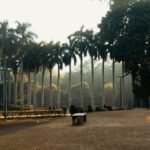 Palmiers adultes plantés dans un parc public