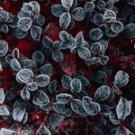 Feuilles d'une plante prises par le gel, couvertes de givre en gros plan