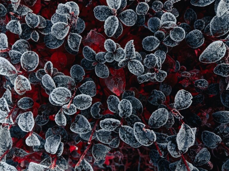 Feuilles d'une plante prises par le gel, couvertes de givre en gros plan