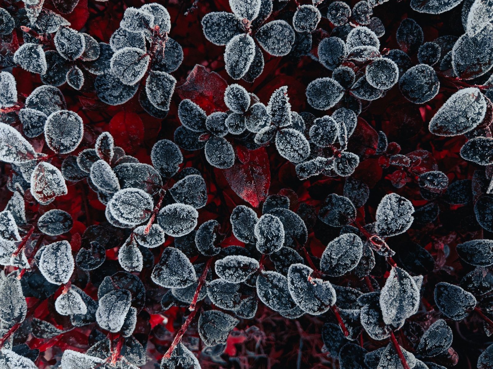 Feuilles d'une plante prises par le gel, couvertes de givre en gros plan