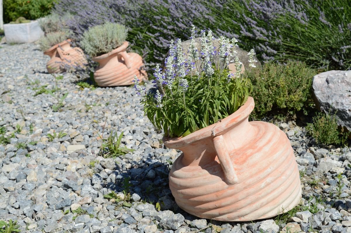 Allée de gravier bordée de lavandes en pots dans un jardin sec