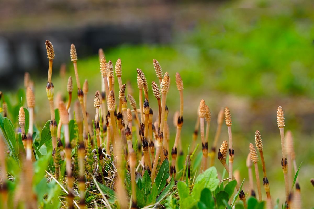 Touffe de prêle des champs (Equisetum) au bord d'un chemin