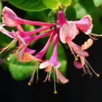 Fleur de chèvrefeuille en pleine floraison au milieu du feuillage