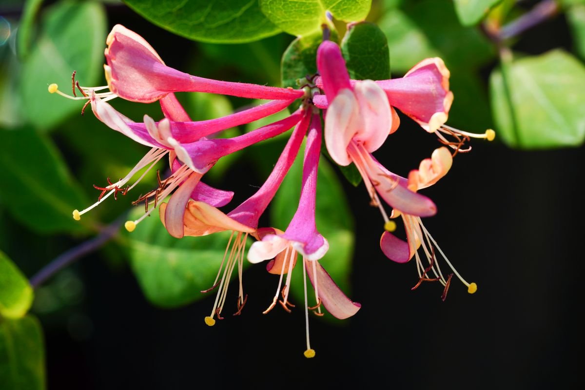 Fleur de chèvrefeuille en pleine floraison au milieu du feuillage