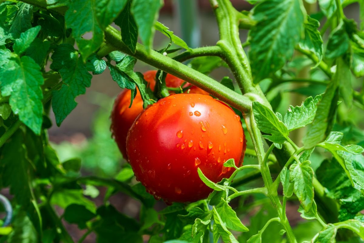 Tomates mûres sur le pied, couvertes de gouttes d'eau