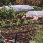 Arbuste enveloppé d'un voile d'hivernage blanc dans un jardin en hiver