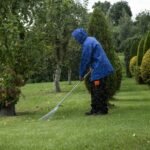 Passage d'un scarificateur sur une pelouse pour retirer la mousse et le feutre