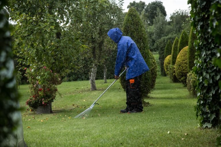 Passage d'un scarificateur sur une pelouse pour retirer la mousse et le feutre