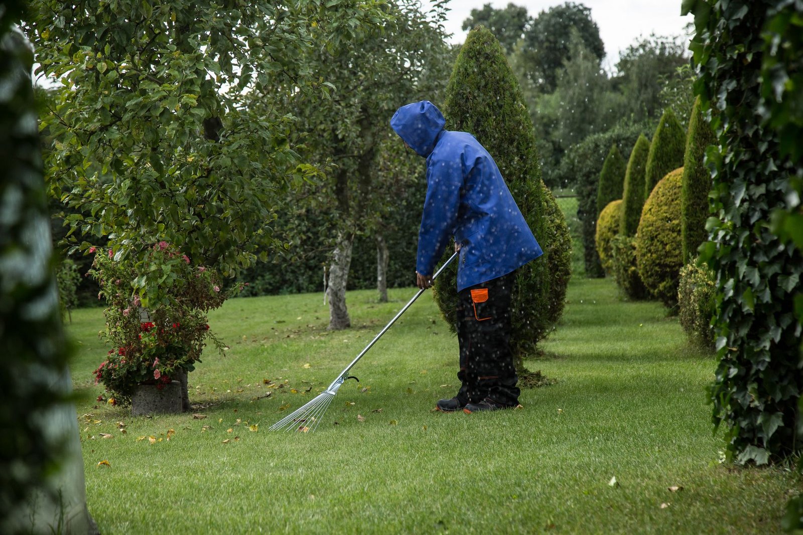 Passage d'un scarificateur sur une pelouse pour retirer la mousse et le feutre
