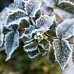 Plantes de jardin couvertes de givre par un matin d'hiver, feuillage blanchi par le gel