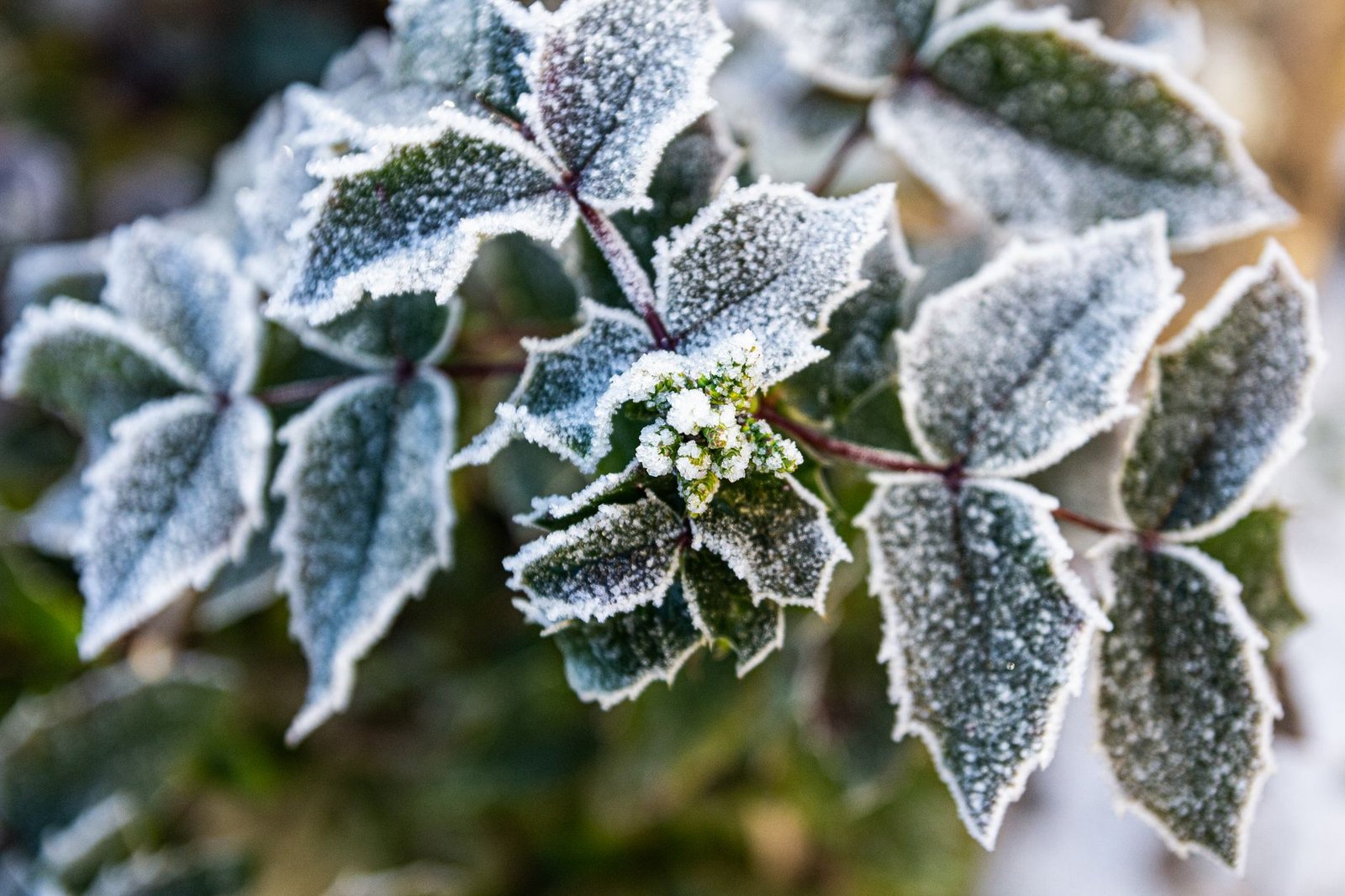 Plantes de jardin couvertes de givre par un matin d'hiver, feuillage blanchi par le gel